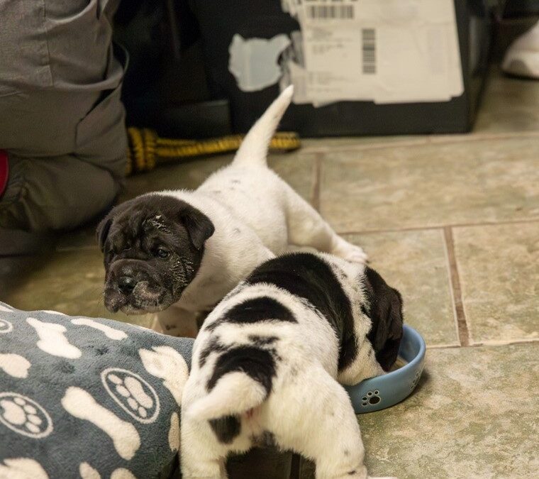 Niagara Falls Man Arrested on Animal Cruelty Charges